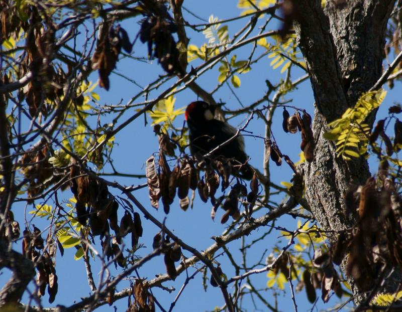 randomAcorn Woodpecker