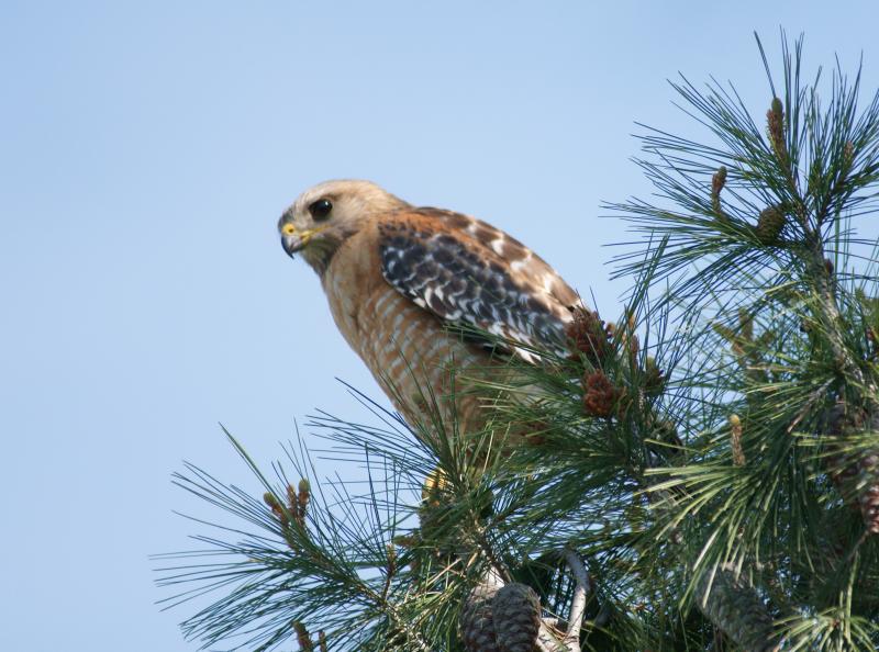 randomRed-Shouldered Hawk