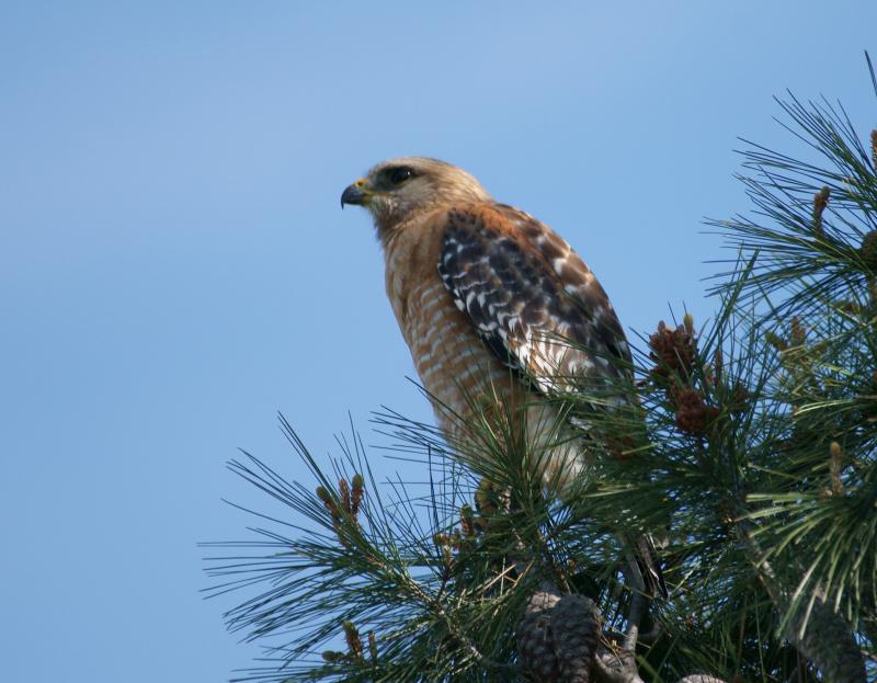 randomRed-Shouldered Hawk