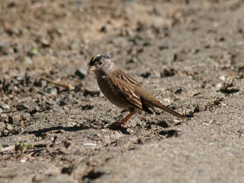 randomGolden-Crowned Sparrow