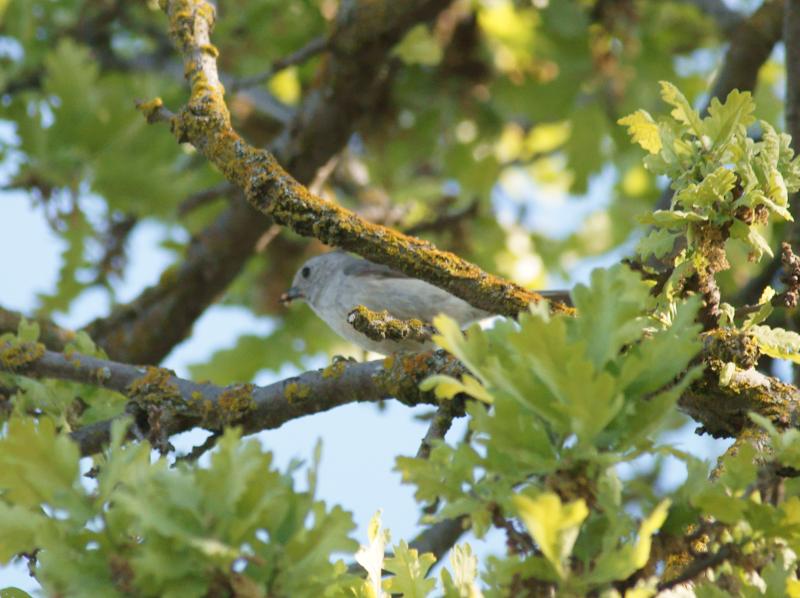 randomOak Titmouse (Plain Titmouse)