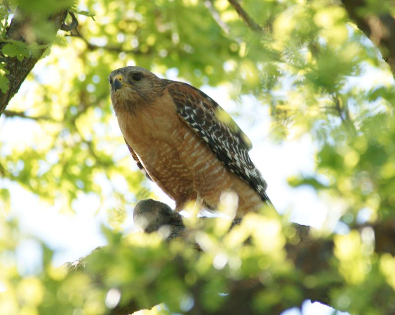 randomRed-Shouldered Hawk
