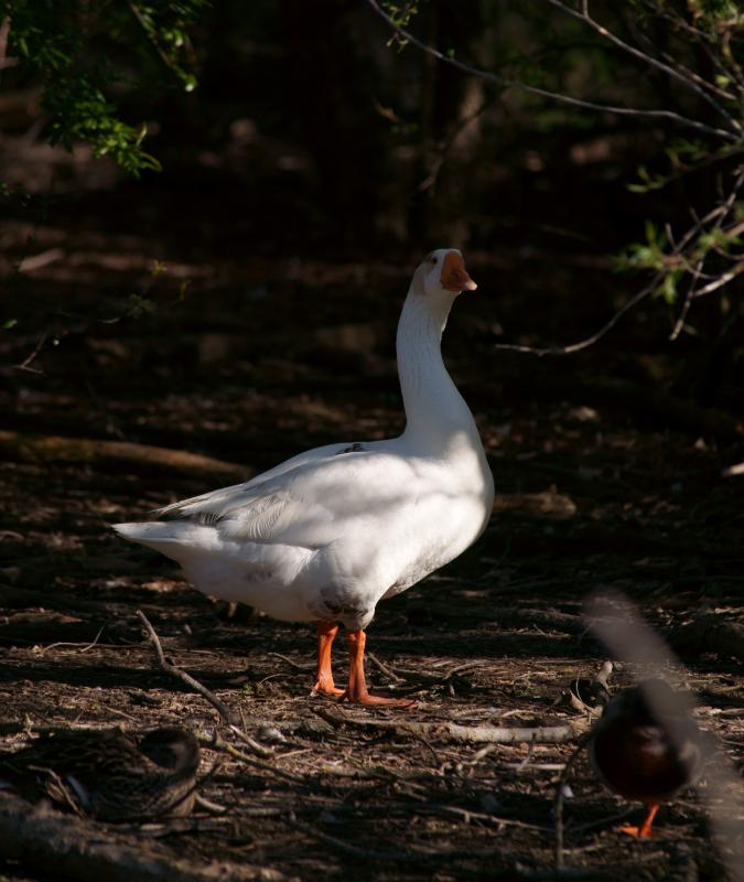 randomSnow Goose