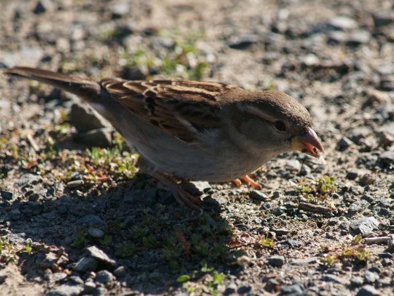 randomChipping Sparrow