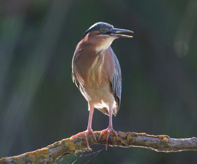 randomGreen Heron