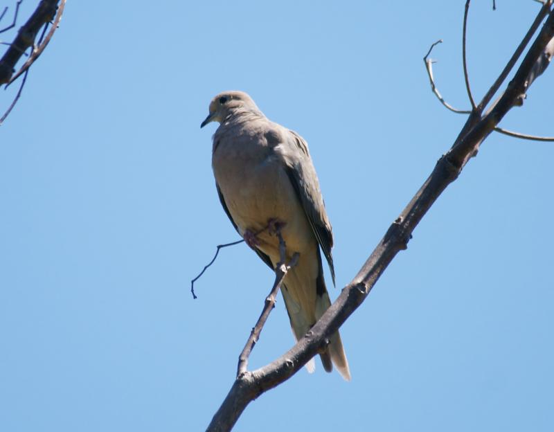 randomMourning Dove