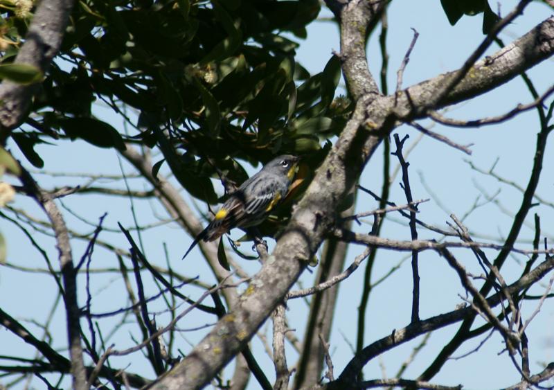 randomYellow-Rumped Warbler