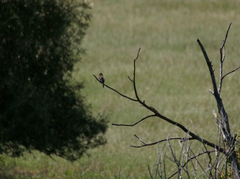 randomBlack Phoebe