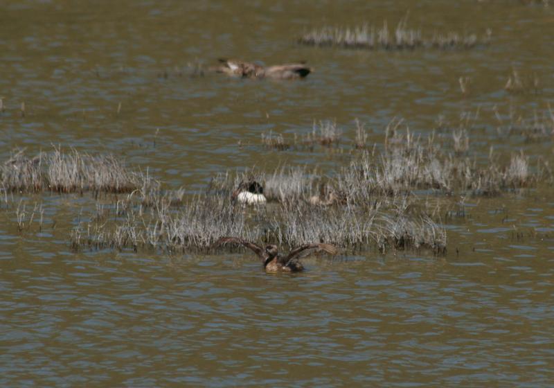 randomPied-Billed Grebe