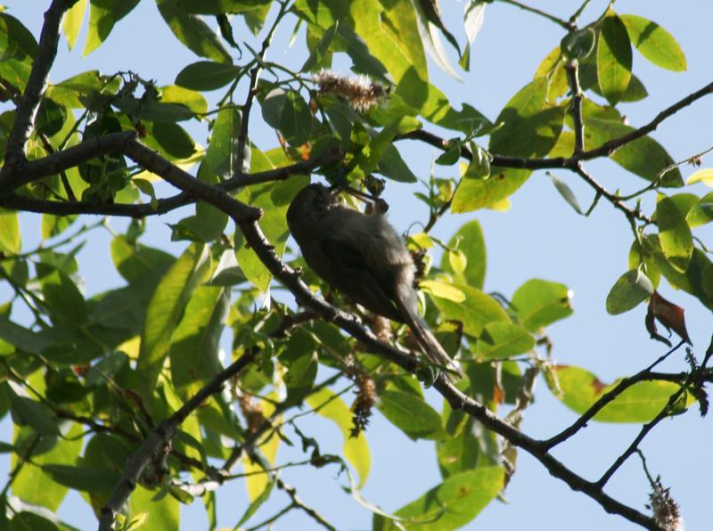 randomBushtit