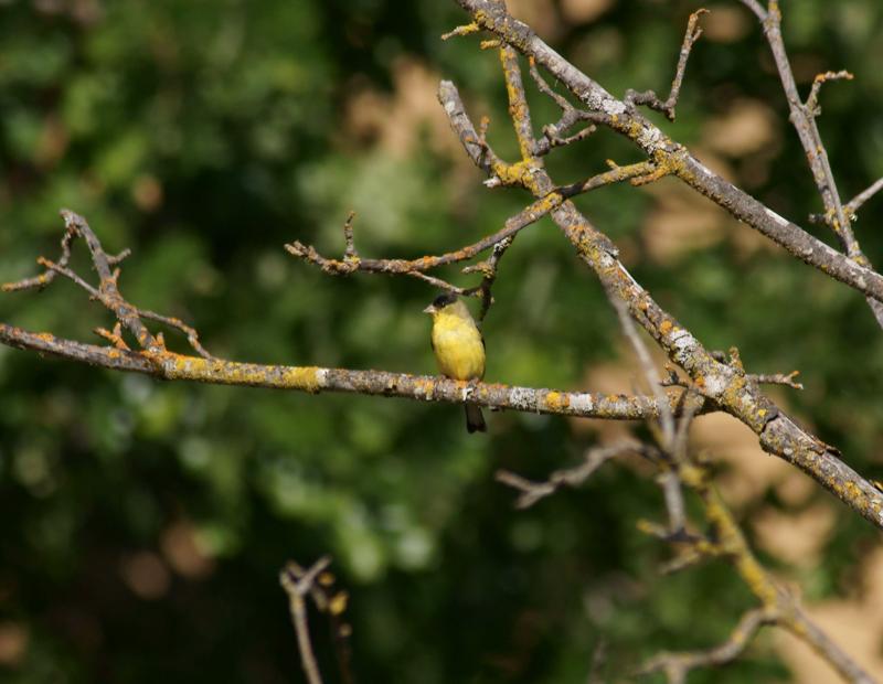 randomLesser Goldfinch