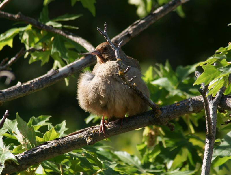 randomCalifornia Towhee