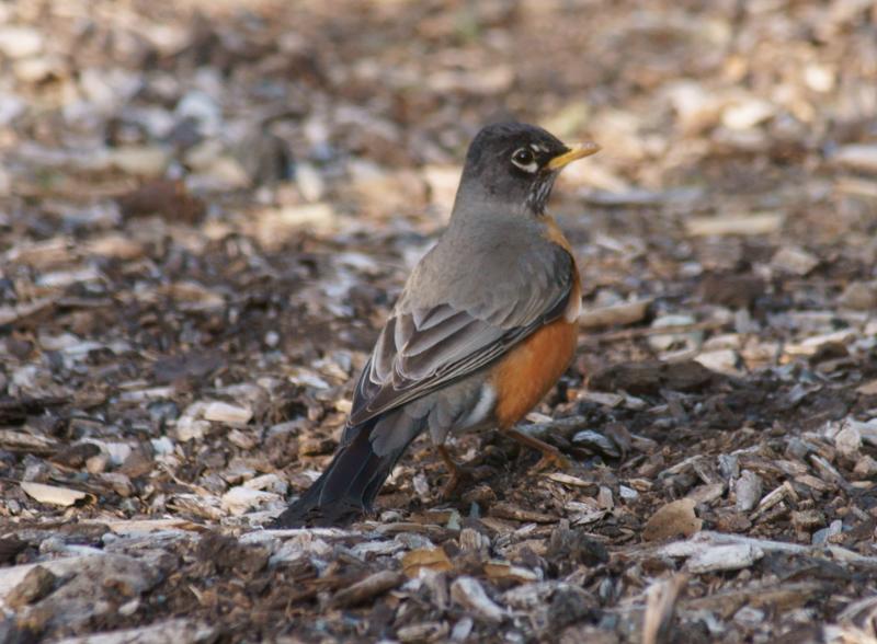 randomAmerican Robin