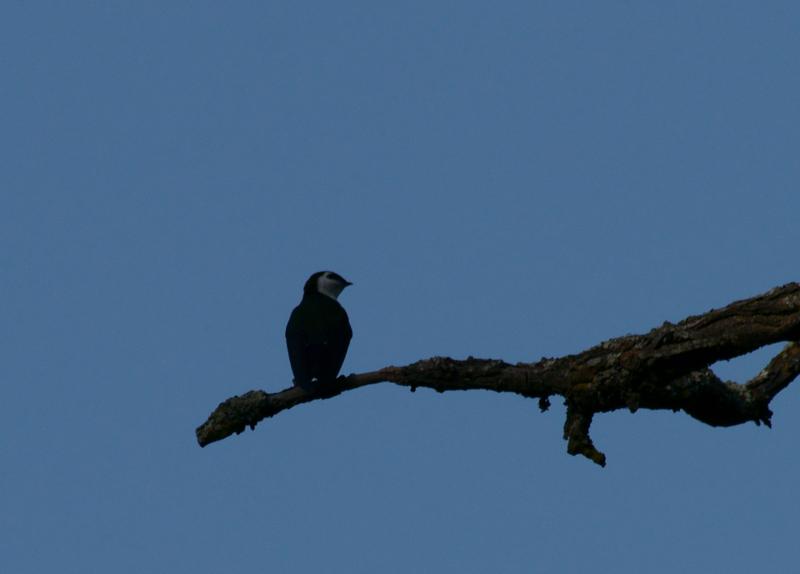 randomViolet-Green Swallow