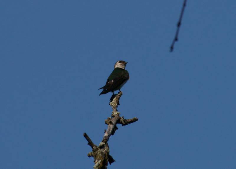 randomViolet-Green Swallow