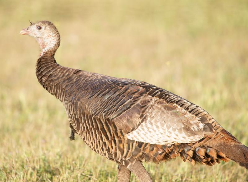 randomWild Turkey