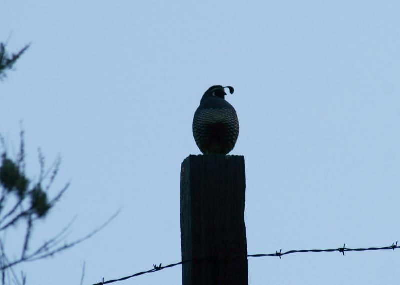 randomCalifornia Quail
