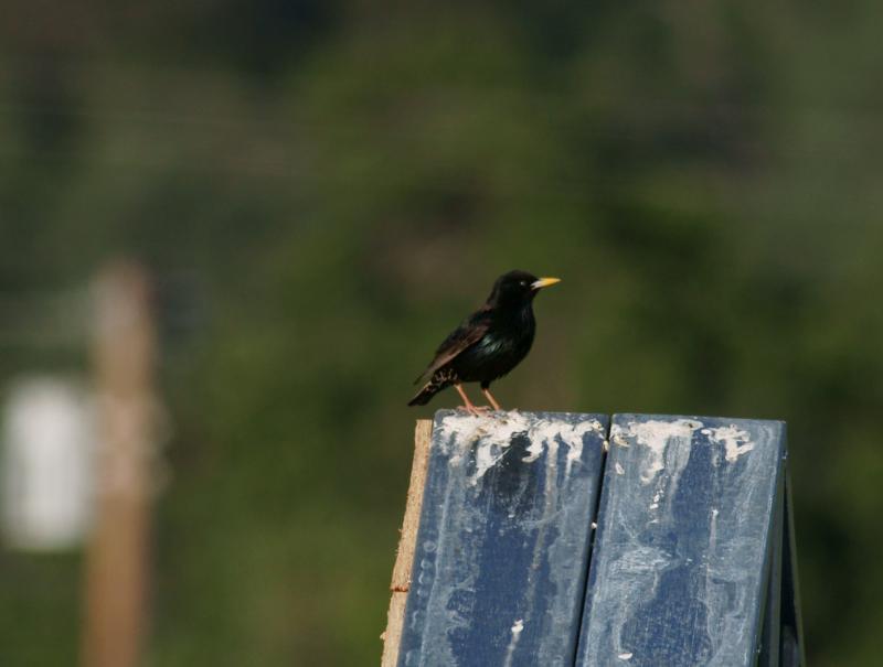 randomEuropean Starling