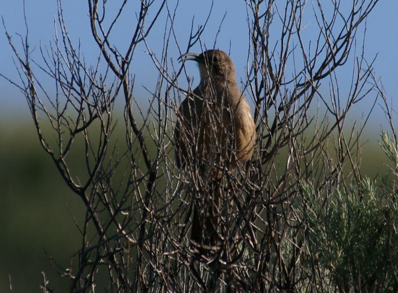 randomCalifornia Thrasher