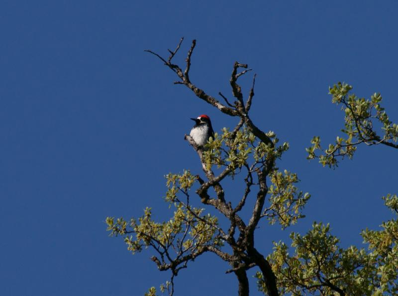 randomAcorn Woodpecker