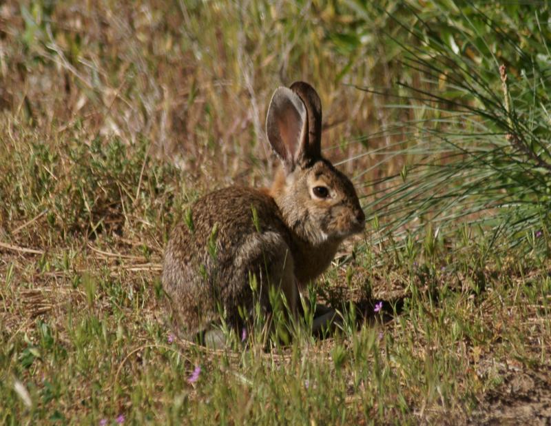 randomRabbit