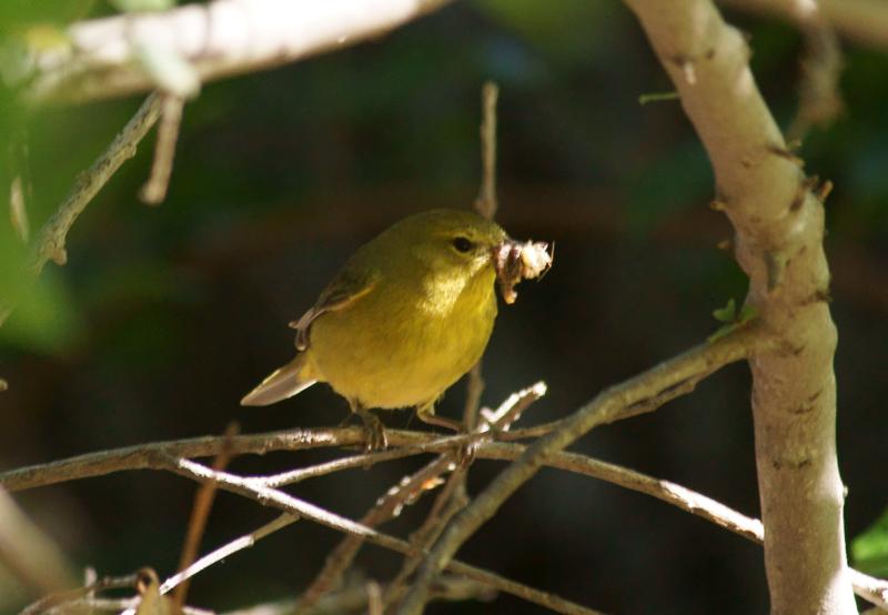 randomOrange-Crowned Warbler