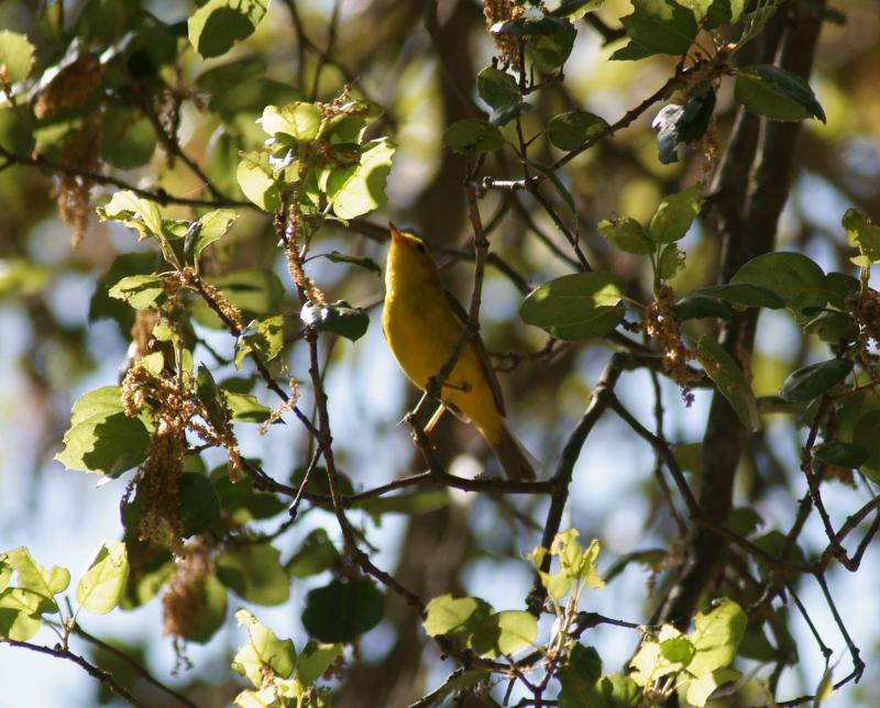 randomYellow Warbler