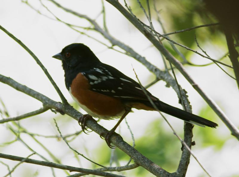 randomSpotted Towhee