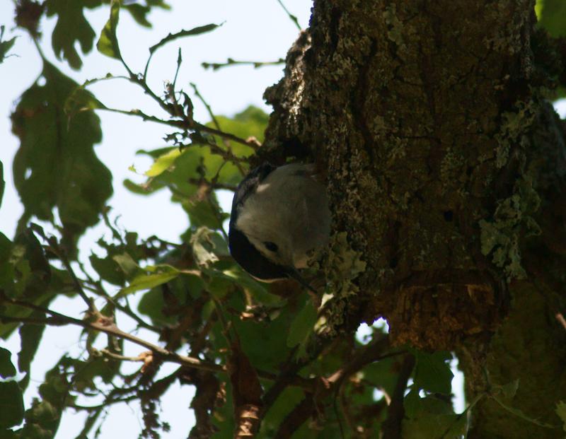 randomWhite-Breasted Nuthatch
