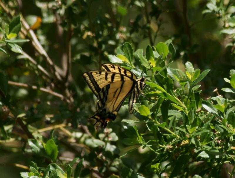 randomButterfly
