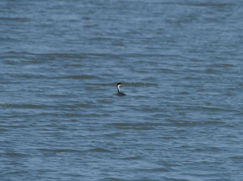 randomArrowhead Marsh