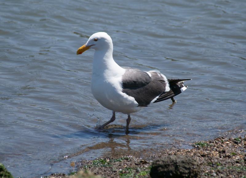 randomWestern Gull