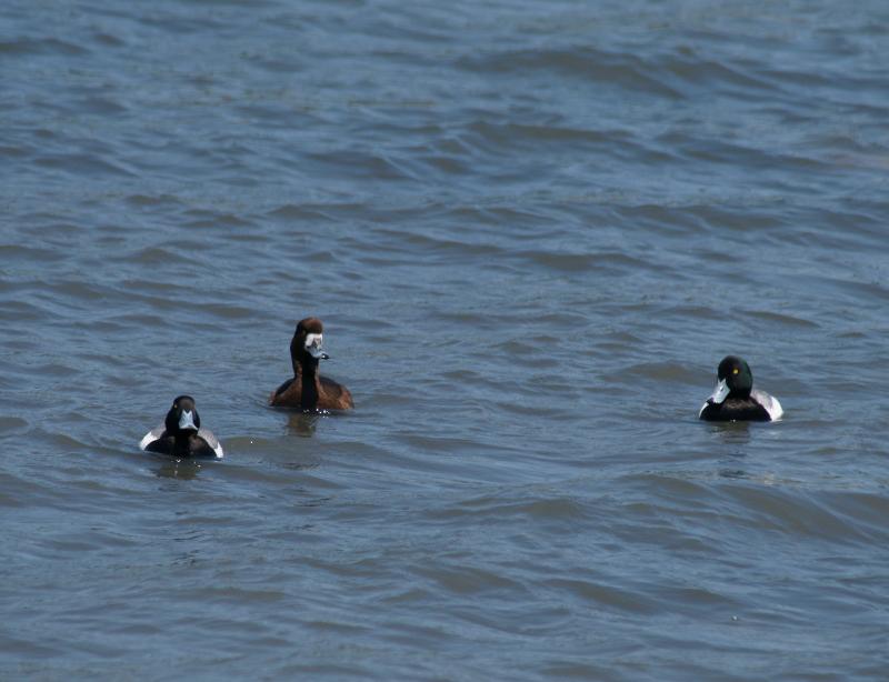randomGreater Scaup