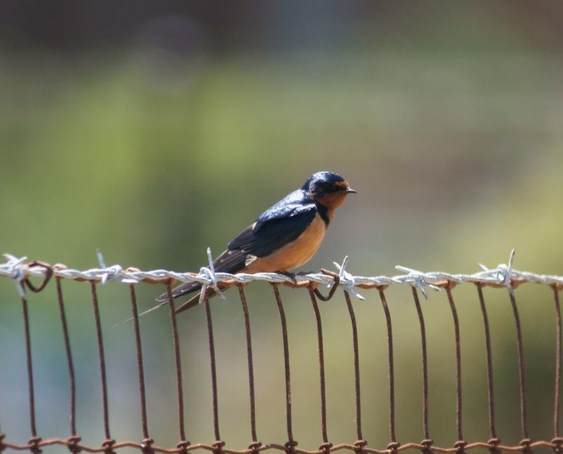 randomBarn Swallow