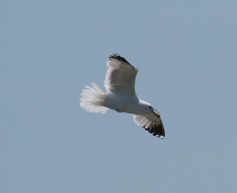 randomCalifornia Gull
