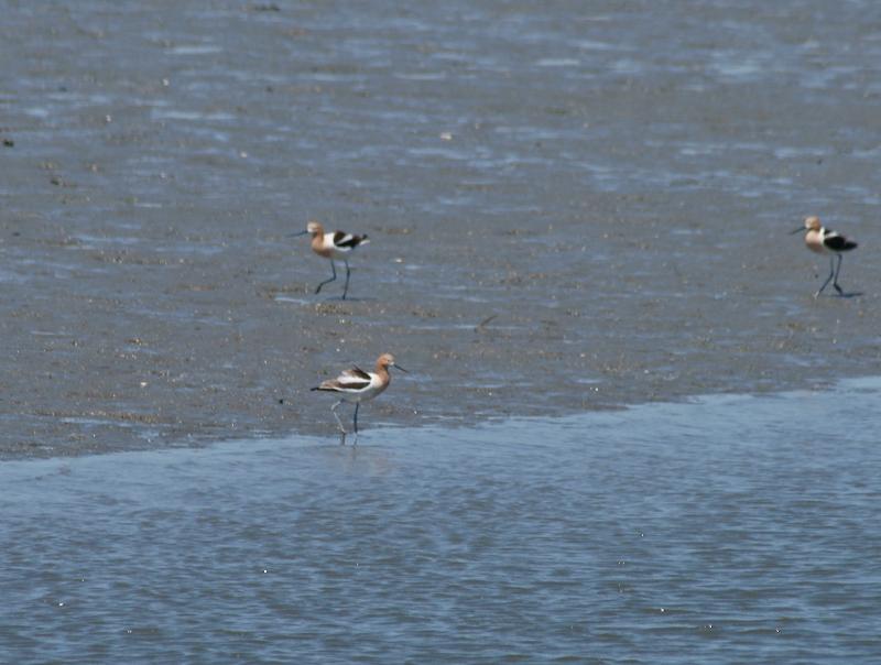 randomArrowhead Marsh