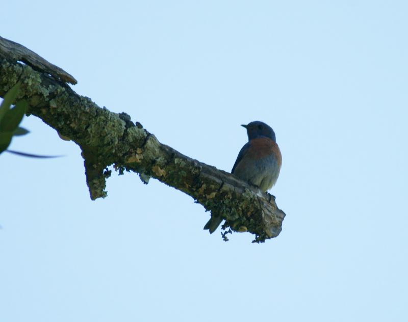 randomWestern Bluebird