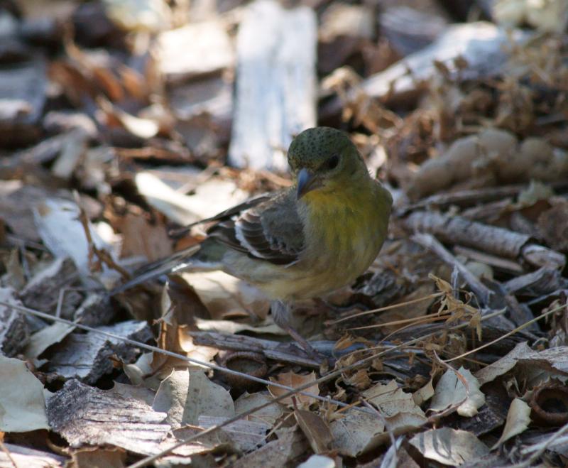 randomLesser Goldfinch