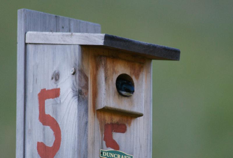 randomTree Swallow