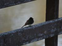 DSC07917.jpg