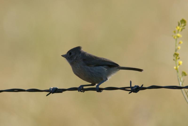randomOak Titmouse (Plain Titmouse)