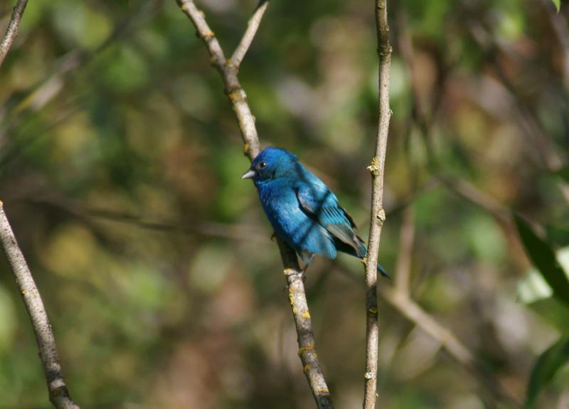 randomIndigo Bunting