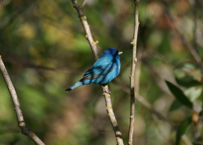 randomIndigo Bunting