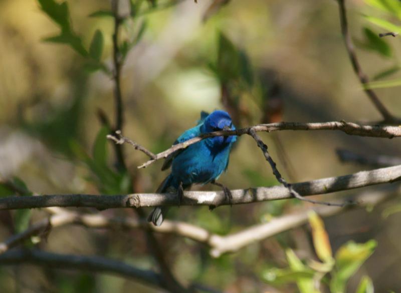 randomIndigo Bunting