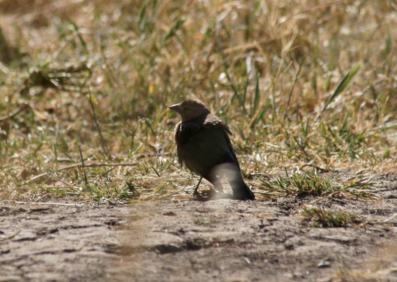randomOld Borges Ranch