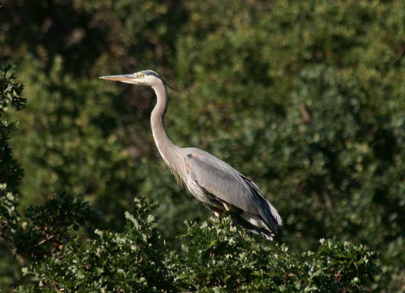 randomGreat Blue Heron