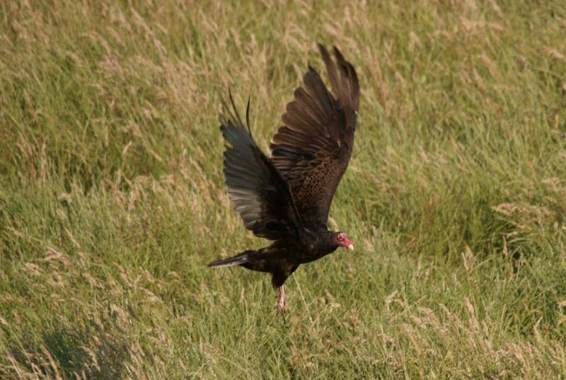 randomOld Borges Ranch