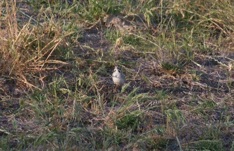 randomLark Sparrow
