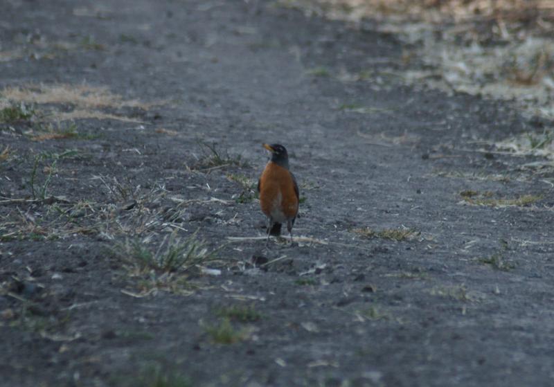 randomAmerican Robin