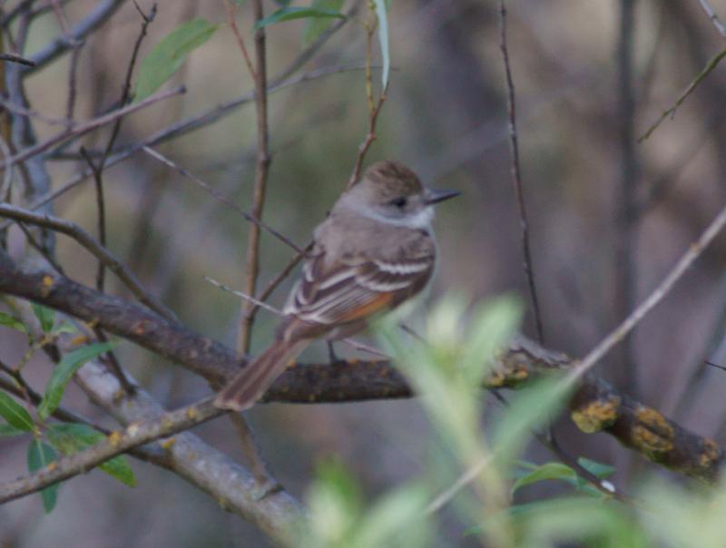 randomAsh-Throated Flycatcher